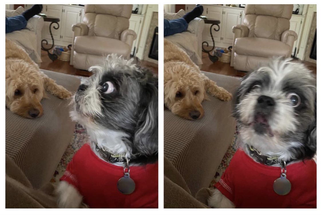 DelawareDoodle's tweet photo. Somebody’s tattle-tail is shaking!
#HeyMom
#goldendoodle
#shihtzu
#tattletail
#DelawareDoodle
#DoodandDude
#Baxy https://t.co/SXQUBL6r7n