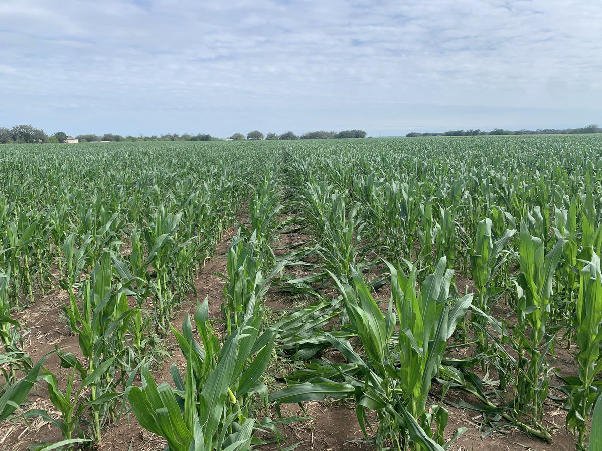 Let’s play a game called name that hybrid. This dryland corn field missed the hail yesterday but still got 70 mph wind. Hold all Pioneer jokes until the answers are given. We have 2 leading <a href="/PioneerSeeds/">Pioneer Seeds U.S.</a> hybrids and a competitor. 
P1244YHR, P1847VYHR, DKC69-98