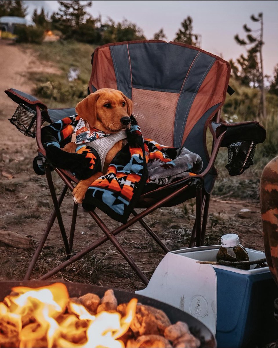 fireoftheday's tweet photo. There is camping with dogs, and then there is the untouchable part that is a camp fire with dogs! Show off your fire @FireOfTheDay #FireOfTheDay for a chance to be featured! 📸: @the.diesel.adventures #Summer #SummerChilling #Camping #CampingWithDogs #Nature https://t.co/nOAvTEvKrv