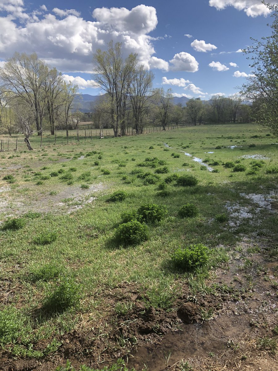tiny2001_1999's tweet photo. #SpringTime in #NorthernNM #NMTrue #NewMexico #aguaesvida #waterislife 💦 https://t.co/sKnHJqKMmv