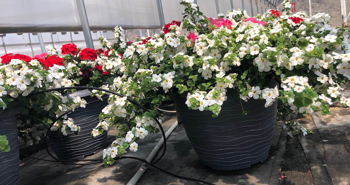 My favorites ❤️ this week. I just cannot pick one! Heading to the Home Depot this weekend to make their way to color porches, patios &amp; walkways 🌸🌸🌸