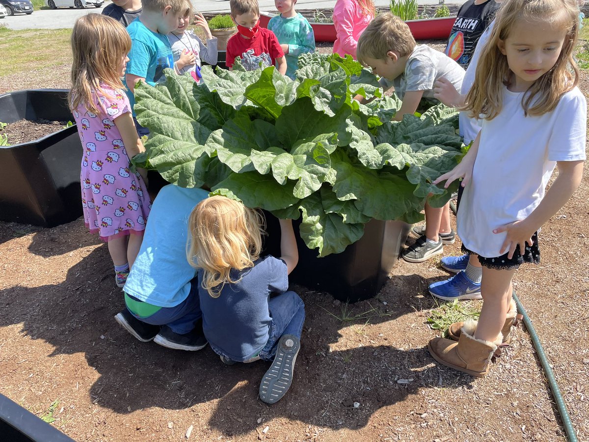 Project Pickle (@dirtworking) on Twitter photo Is the <a href="/BCfreshVeggies/">BCfresh</a> #Rhubarb ready yet? <a href="/Ecole_Southpark/">Ecolesouthpark</a> <a href="/deltasd37/">DeltaSchoolDistrict</a> <a href="/perfinker/">Gillian Judson, PhD</a> Is the <a href="/BCfreshVeggies/">BCfresh</a> #Rhubarb ready yet? <a href="/Ecole_Southpark/">Ecolesouthpark</a> <a href="/deltasd37/">DeltaSchoolDistrict</a> <a href="/perfinker/">Gillian Judson, PhD</a>