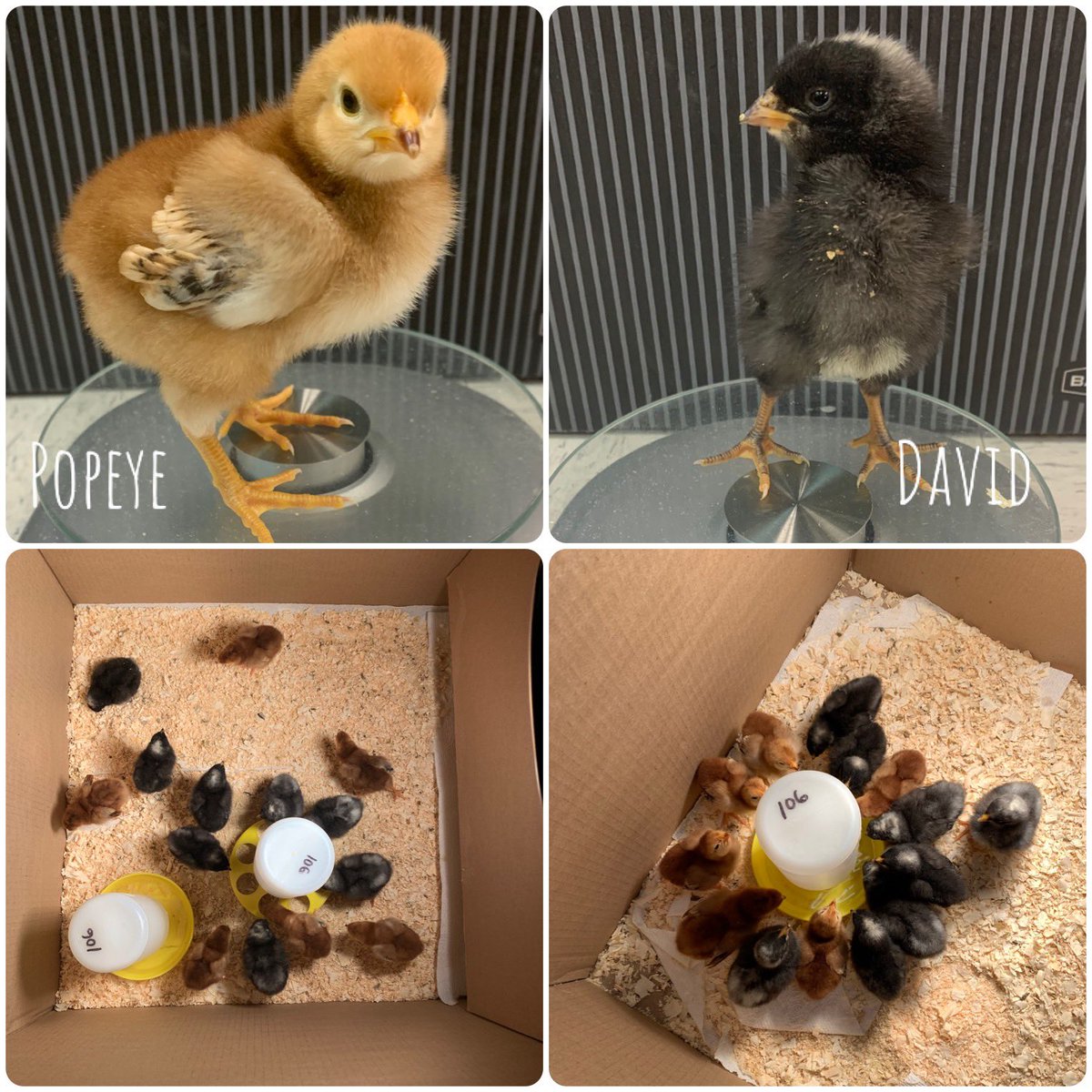 crowleyscience's tweet photo. Introducing the 2021 class of 7A Dominique and Rhode Island Red chicks! 🎓🐥@stoughtonps @mattcolantonio https://t.co/tA9WMBXr6q