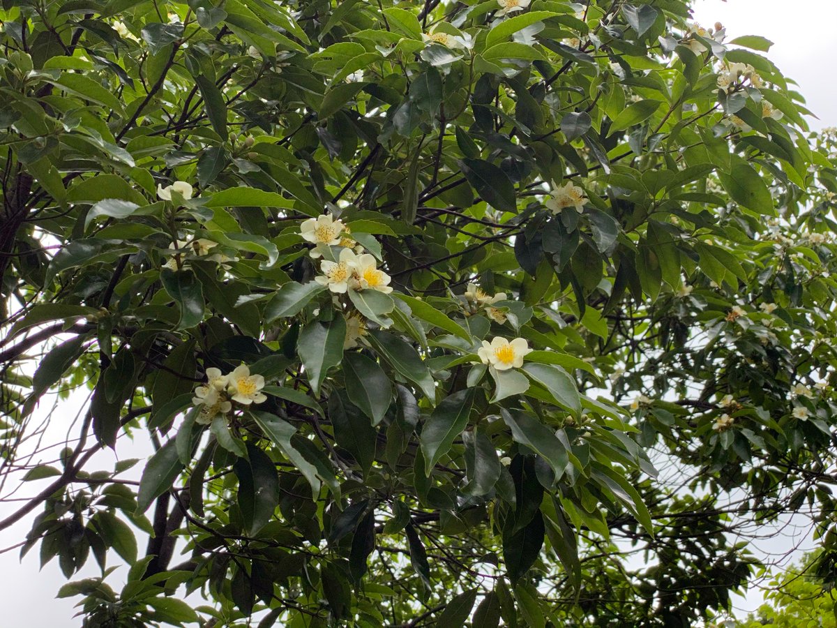 gunter_fischer's tweet photo. One of the largest trees in South China is #Schima superba (#Theaceae). It is also a dominating tree in our #ForestRestoration plots. Large flowering #trees have thousands of #flowers providing #nectar for thousands of #species. #biodiversity #conservation https://t.co/6ulNMD1LUM