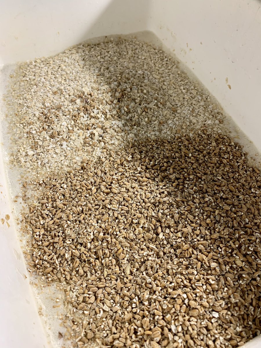 PachaBeer's tweet image. Volvimos a lupular... Hazy India Pale Ale (BSG-2020-GI-E), con una D.O.: 1062, lúpulo Herkules y Cascade 4gr/lt todo en whirlpool a 85 grados, 5ta reutilización de levadura New England de Lallemand, a fermentar... 🍻!!!