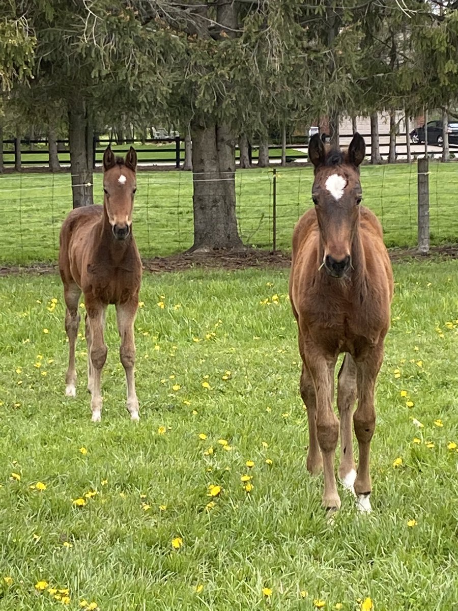 TdeKerr's tweet photo. Always nice to come home after work and watch these two filly’s ripping around https://t.co/8tnOGws9yF