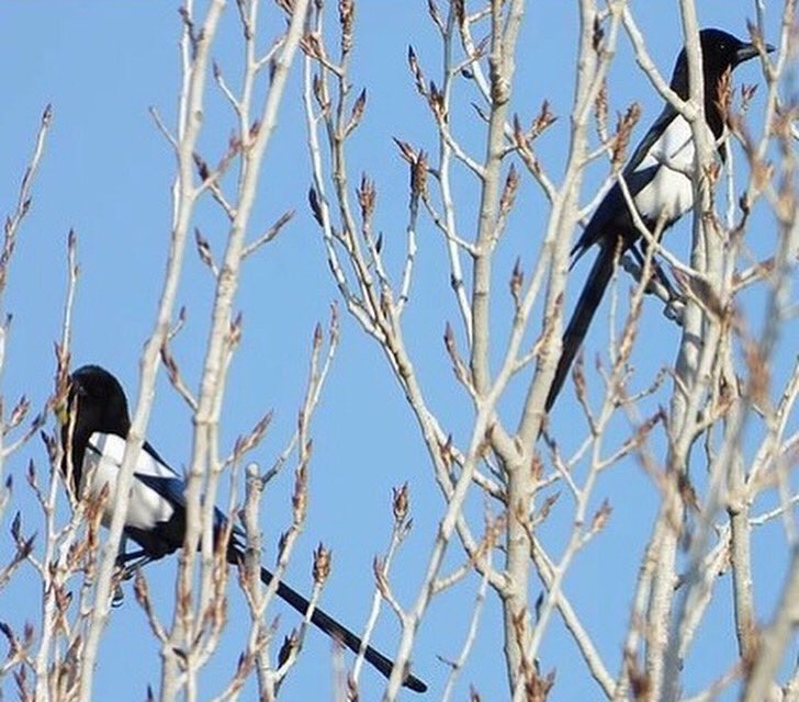 elrolloverde's tweet photo. 👋🏾👋🏿
¡Feliz miércoles!
¿Sabíais que el amor está en el aire?
Y es que muchas aves a estas alturas ya están emparejadas y teniendo polluelos, como estas urracas (ℙ𝕚𝕔𝕒 𝕡𝕚𝕔𝕒), especie que cada vez abunda más en Murcia y alrededores.

💚
#aves #urracas #avesdeespaña #birding https://t.co/hjpgsE9n95