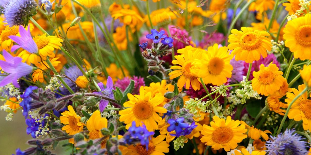 Check out the May Master Gardener Newsletter here: cesanbernardino.ucanr.edu/Newsletters_93…