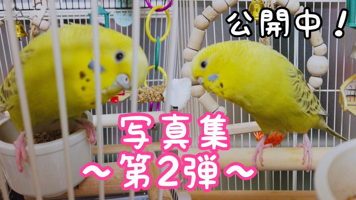 世界のセキセイインコぴーすけチャンネル A Twitter セキセイインコぴーちゃんの写真集第2弾 公開中の告知 ぜひ ご覧ください 動画配信中 T Co Ewfnt3j67x インコ セキセイインコ かわいい Parakeet Parrot Budgie T Co Chws2iuxjk