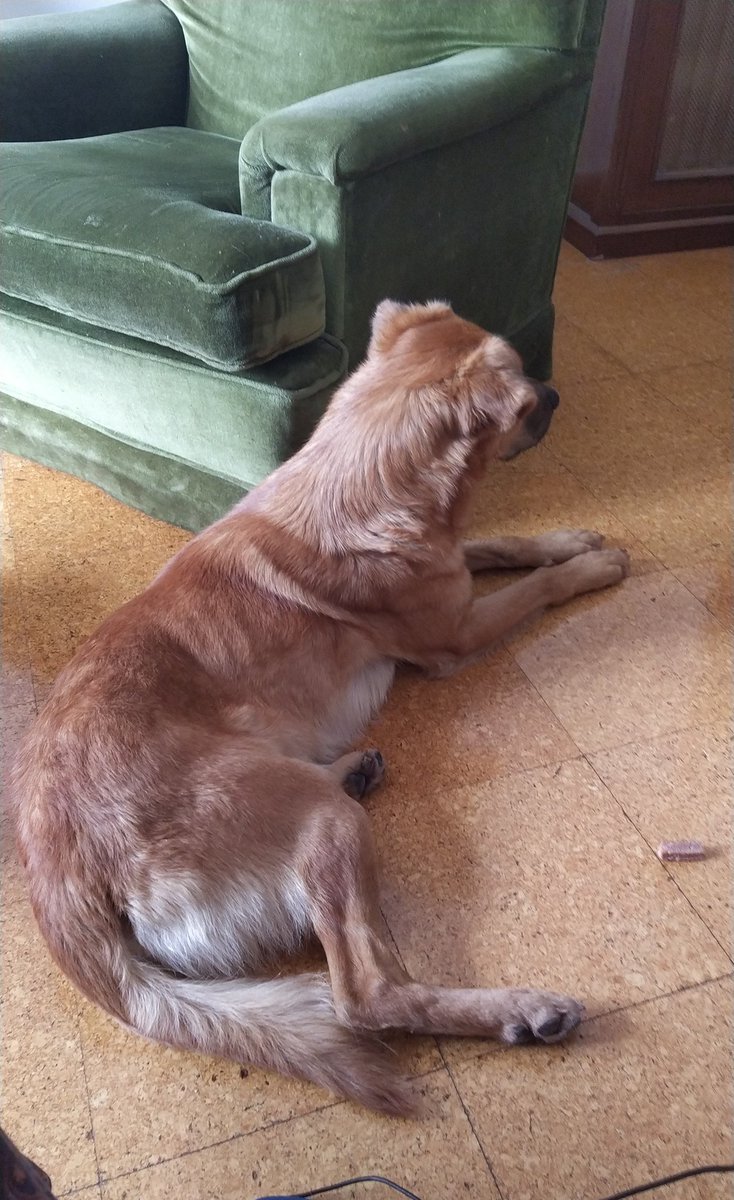 seandnothing's tweet photo. Ayer encontramos a este perro en una rotonda en medio de la lluvia en Carvalliño (Ourense), lo hemos llevado al vet y no tiene chip, tiene cerca de un año, es miedoso pero muy cariñoso, le estamos buscando casa por favor rt y escribeme si te interesa! https://t.co/NZxWGMc2ti