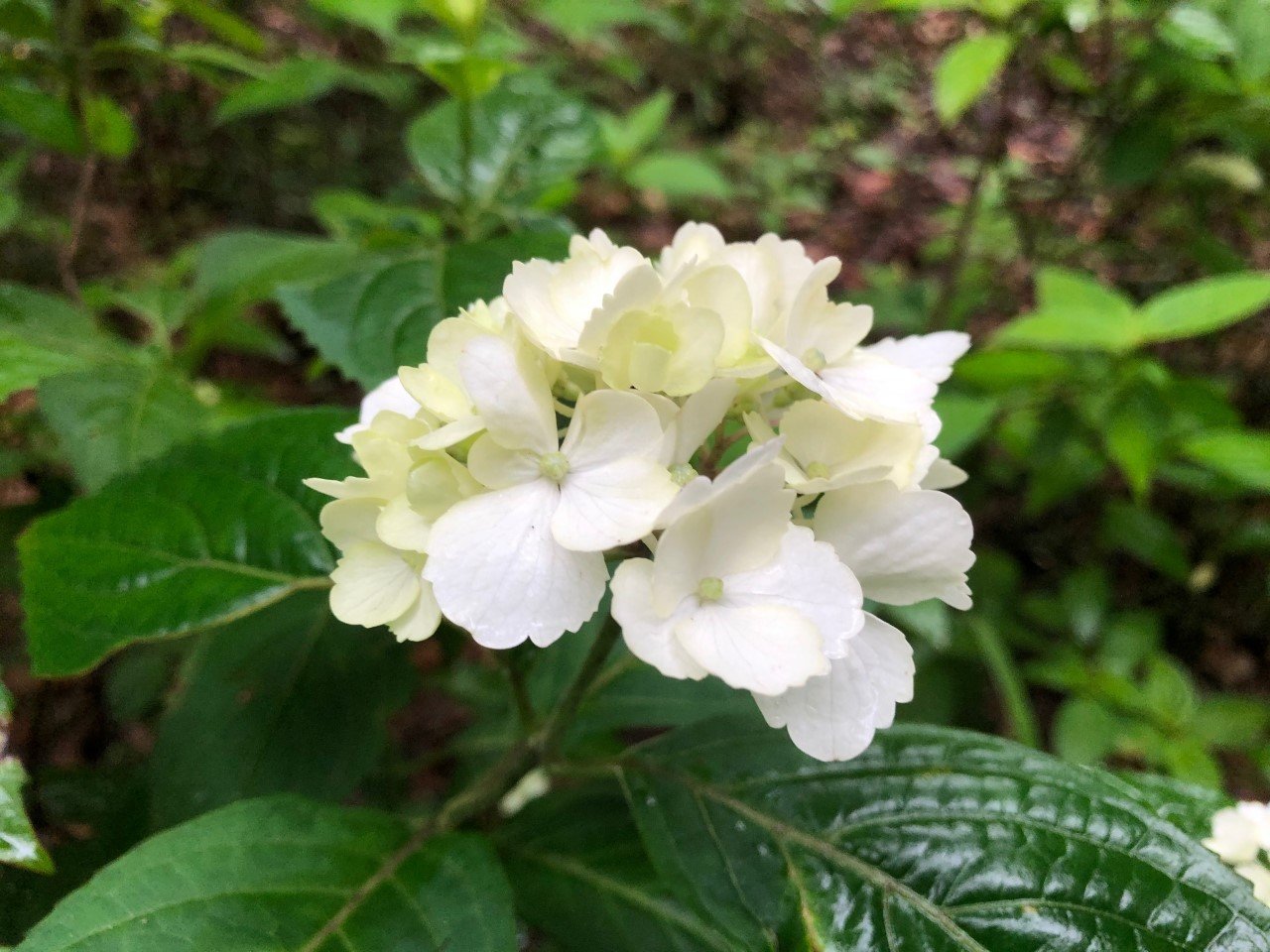 六義園 雨の一日 園内に約15種あるアジサイのうち 早咲きのものから咲き始めました アジサイは 古くは万葉集にも詠まれ 江戸時代の植木屋さん 伊藤伊兵衛の 花壇地錦抄 にも登場しています 休園中 ツイッターで楽しむ庭園 紫陽花 T