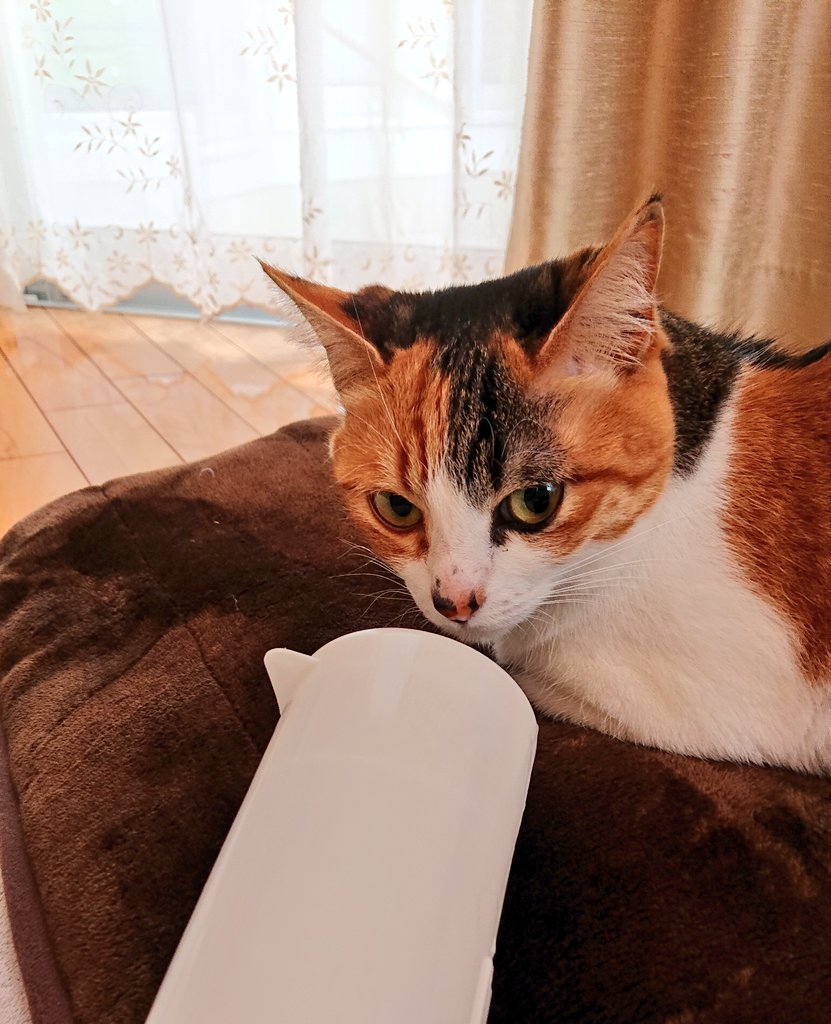 ふぅことはぁこ على تويتر 猫さんにコロコロしたい季節 ねこ 猫のいる暮らし コロコロ 猫好きさんと繋がりたい ふぅことはぁこ على تويتر 猫さんにコロコロしたい季節 ねこ 猫のいる暮らし コロコロ 猫好きさんと繋がりたい
