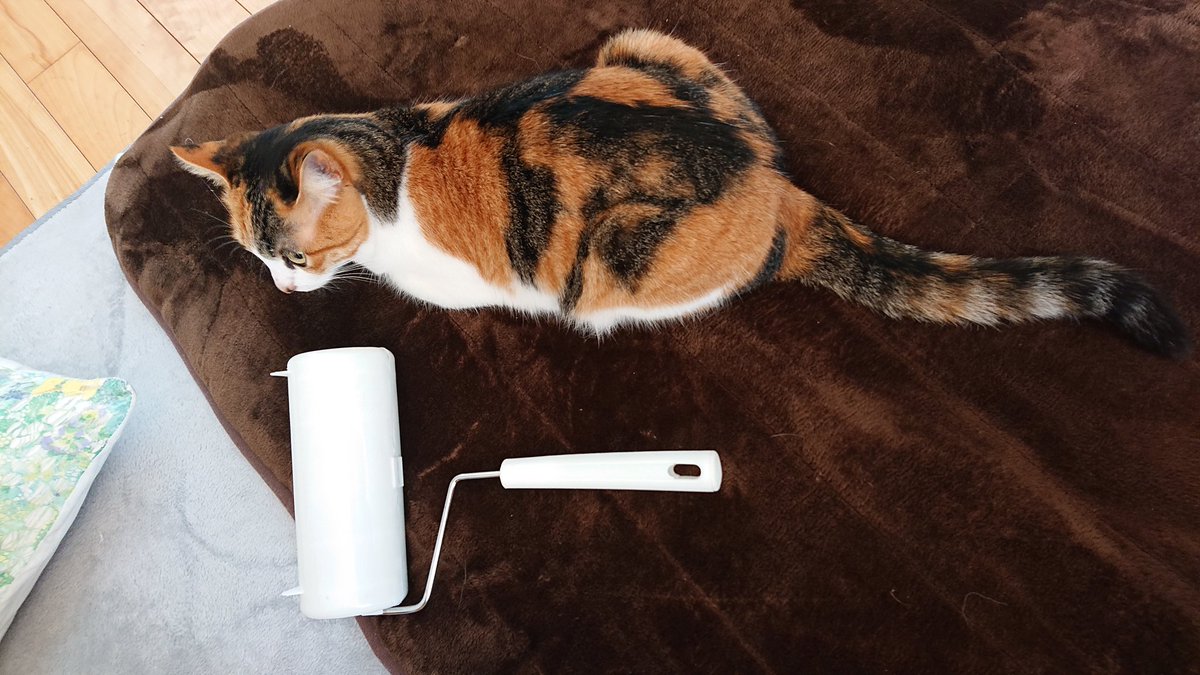 ふぅことはぁこ على تويتر 猫さんにコロコロしたい季節 ねこ 猫のいる暮らし コロコロ 猫好きさんと繋がりたい ふぅことはぁこ على تويتر 猫さんにコロコロしたい季節 ねこ 猫のいる暮らし コロコロ 猫好きさんと繋がりたい
