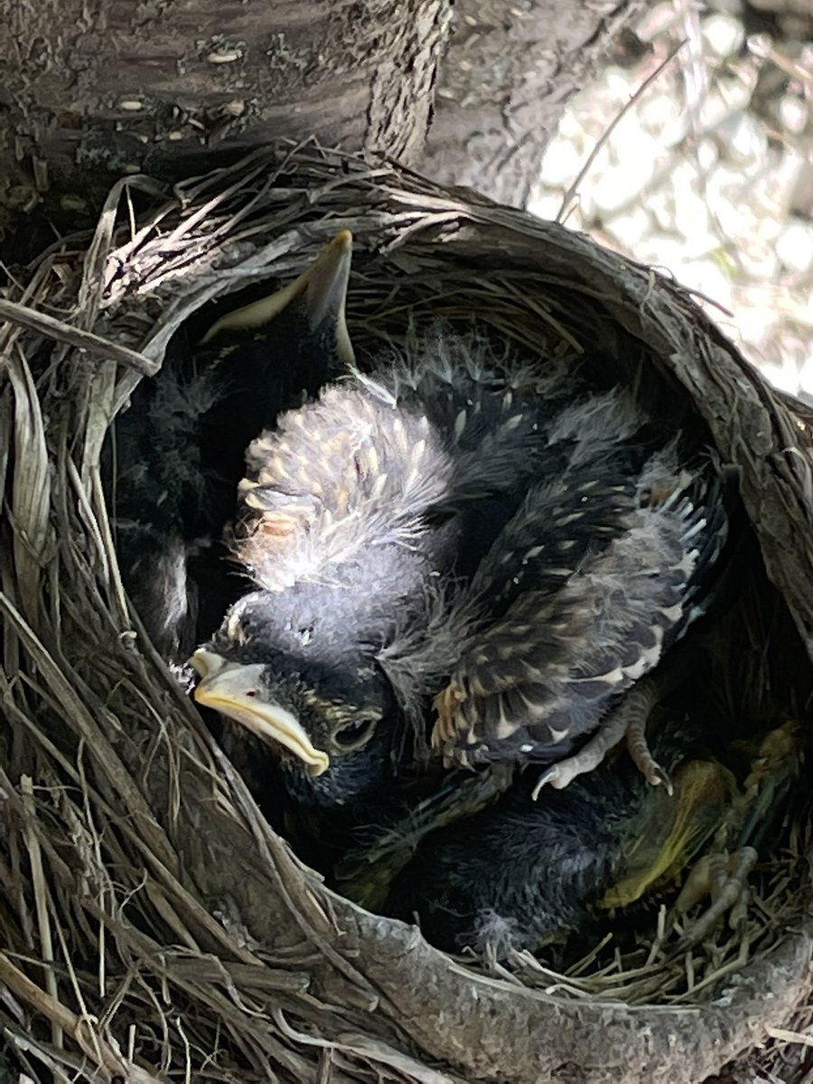 j101869's tweet photo. Mom stopped by to show me what she got the kids for dinner ! https://t.co/KayOTTVNcj