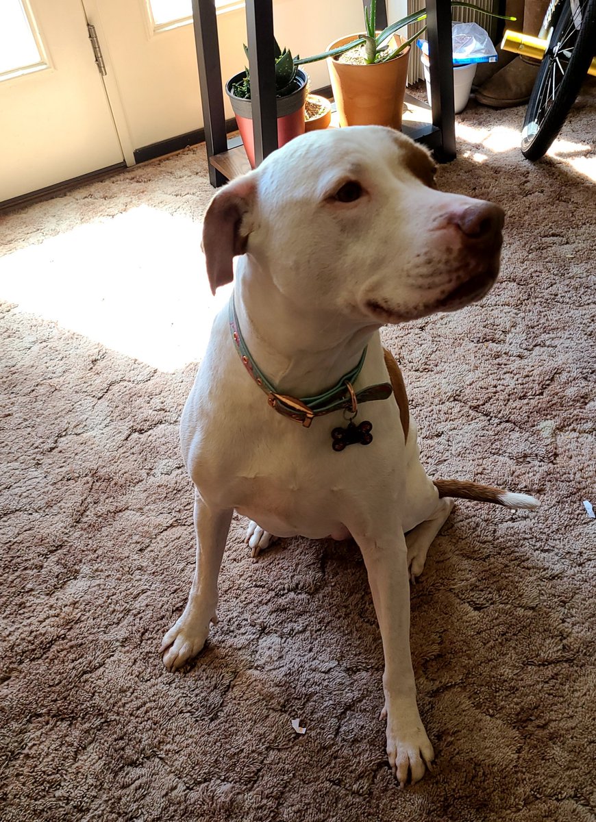 PittyBradly's tweet photo. Hey pals!! I ams 8 years old todays!! 🐾🐾🐾🐾 dats 8 paws! 👀🐶
🎂 Now I knows what birfdays are!! 🎂
HAPPY BIRFDAY TO ME!!! 🎉🎉
#DogsofTwittter #dogsoftwitter #pitbulls #birthday @tito1837 https://t.co/kckvhRxttn