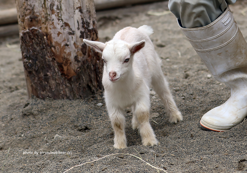 Soranitsuki 先日の旭山にて キーパーさんに見守られながらお外探検なヤギ っ仔 柵の下の隙間から脱走を試みていました 横柵を追加とのこと カメラをかまえたらお母さんヤギさんがツカツカとやってきたので ごめんね をしてそっと拝見させてもらい