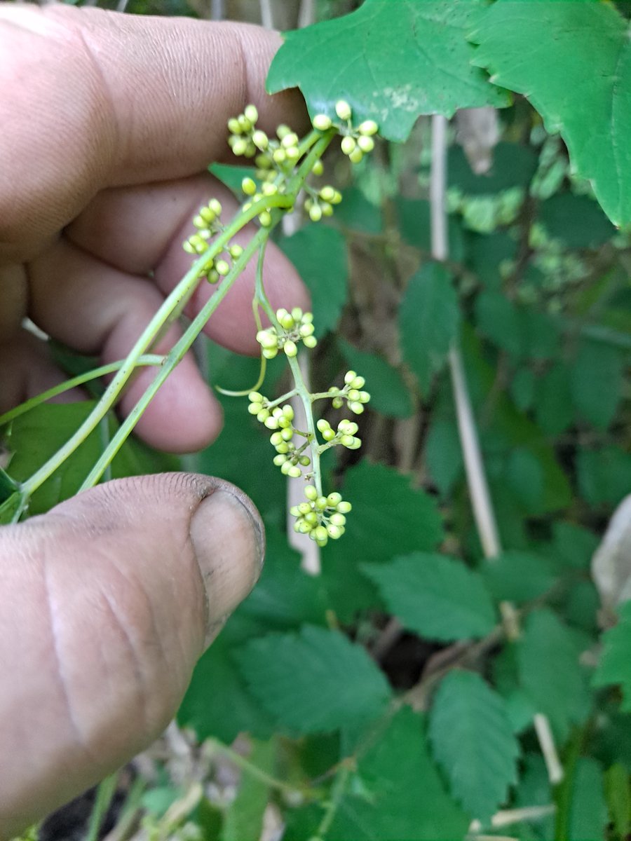 Muscadine grapes