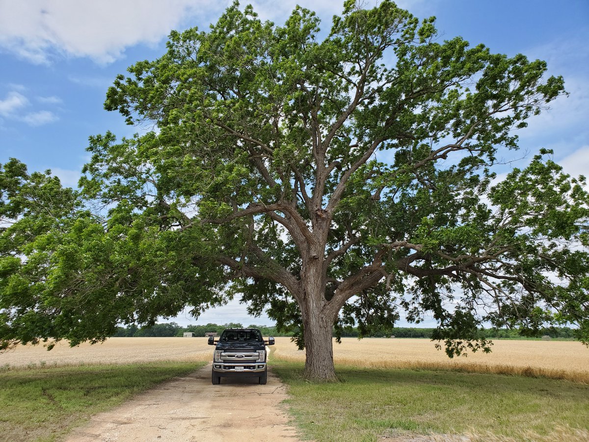 Tio_Spencer's tweet photo. On the way to one of my pecan trials I pass this huge native pecan. I can't help but grin every time.
#TexasPecans #BestJobEver https://t.co/Lwj5Nh45Rp