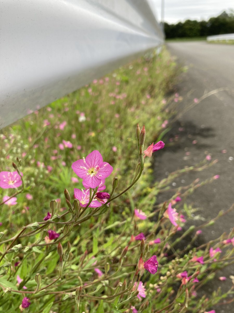 Sun Agri Foods おはようございます 今日の宮崎 曇りですー でも そんな事を吹き飛ばすかの様なピンクの花 が会社の入り口付近にたーーーくさん咲いてるのです ピンクロード 誰かが植えた形跡はないので どこから来たのか 謎ですがとっても綺麗です Sun Agri Foods おはようございます 今日の宮崎 曇りですー でも そんな事を吹き飛ばすかの様なピンクの花 が会社の入り口付近にたーーーくさん咲いてるのです ピンクロード 誰かが植えた形跡はないので どこから来たのか 謎ですがとっても綺麗です