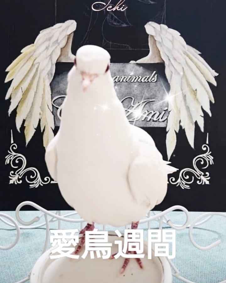 siropopo1's tweet photo. 『愛鳥週間』

#愛鳥週間#ギンバト https://t.co/S3cgSJTWyj