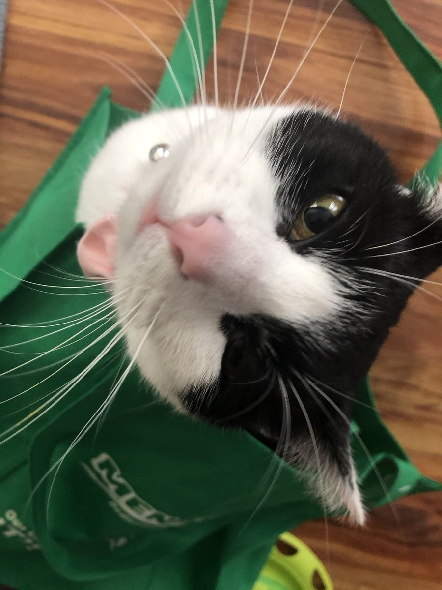 JaneKMeowling's tweet photo. It is #whiskerswednesday everyone! #janekmeowling https://t.co/9x32xjmNqb