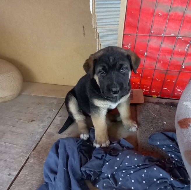 callejeritosDLV's tweet photo. Hermosa hembrita de 2 meses #buscafamilia #entretodoslopodemoslograr interesados callejeritosdelavega@gmail.com #adoptaresunactodeamor #fundacioncallejeritosdelavega https://t.co/PuwM5xho8i