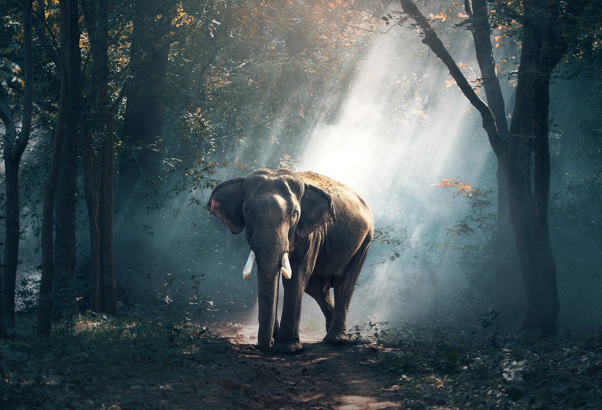 $ELEPHANT - Post Launch AMA patreon.com/posts/elephant…