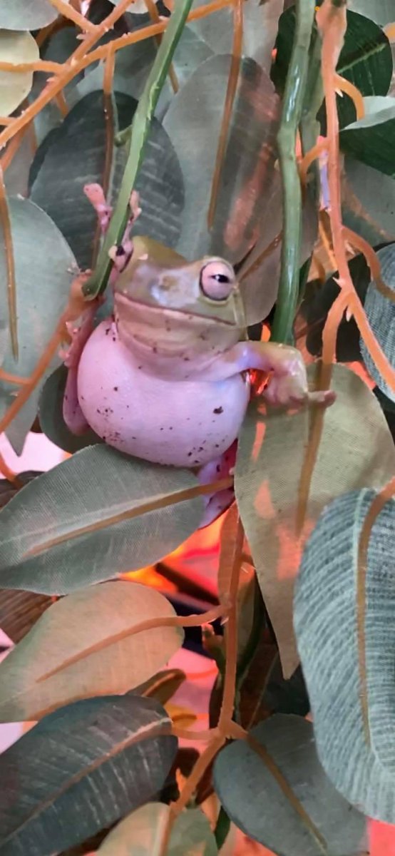 BugbatNews's tweet photo. Just hanging out (hehehehehe) https://t.co/sbAEwxIwOh