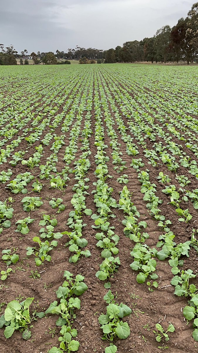 45y93 charging along plenty of broadleaf weeds but burst has worked great suppressing ryegrass 👌👌 <a href="/drum_craig/">Craig Drum</a> <a href="/bjbatman/">furnerfarms</a> <a href="/matt_glennen/">Matt Glennen</a> <a href="/wdjmercer/">Willy Mercer</a>