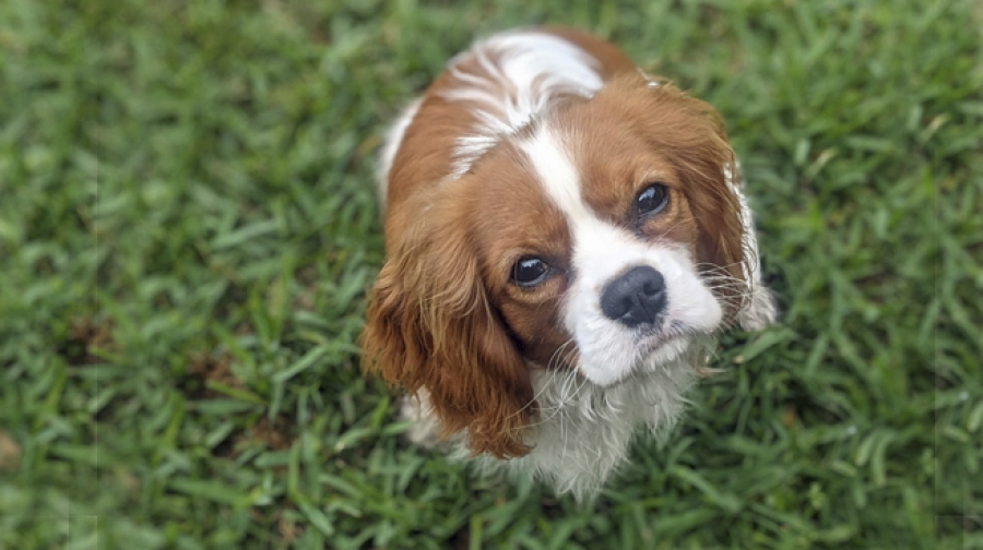 CavalierHealth's tweet image. KING ARTHUR is a male Blenheim fostered in TEXAS by Cavalier Rescue USA. He needs his forever home NOW! Check him out at cavalierrescueusa.org/cavalier/item/…