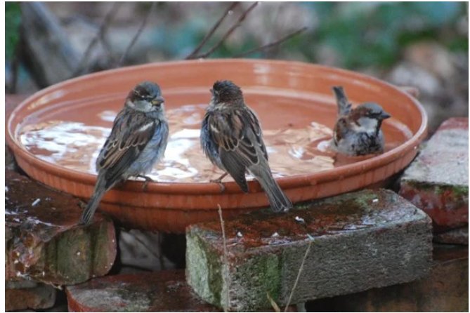 Maninder Kaur (@_8manu8_) / Twitter