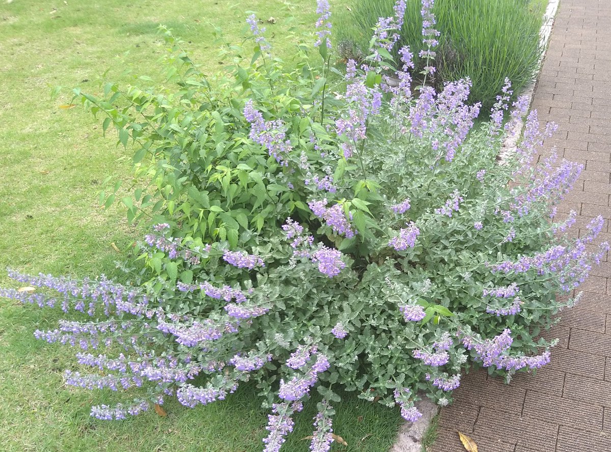 代々木の森診療所pswゆう Yoyoginomori Yu Twitter