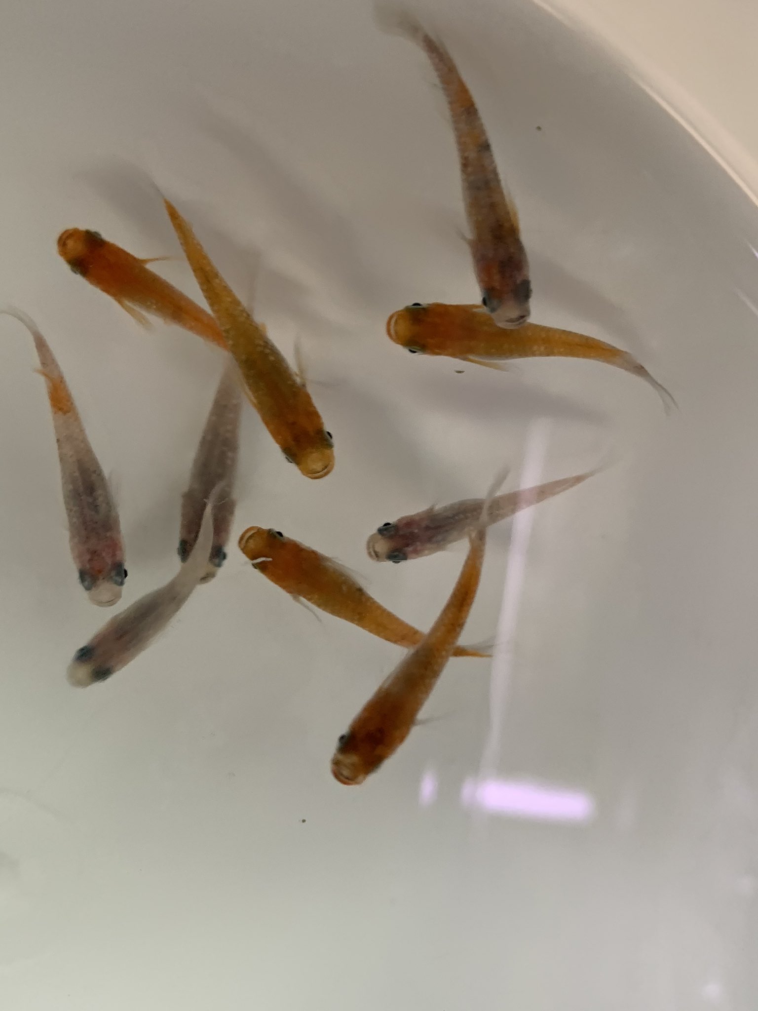 熱帯魚マーメイド 入荷情報 ブラックメダカ 非透明鱗ラメメダカ 小雪ミルキー体内光メダカ 楊貴妃メダカ みゆきスーパーメダカ シマドジョウ ヤマトヌマエビ ミナミヌマエビ ドブ貝 石巻貝 ヒメタニシ ホテイ草 T Co Mv5grhjwps