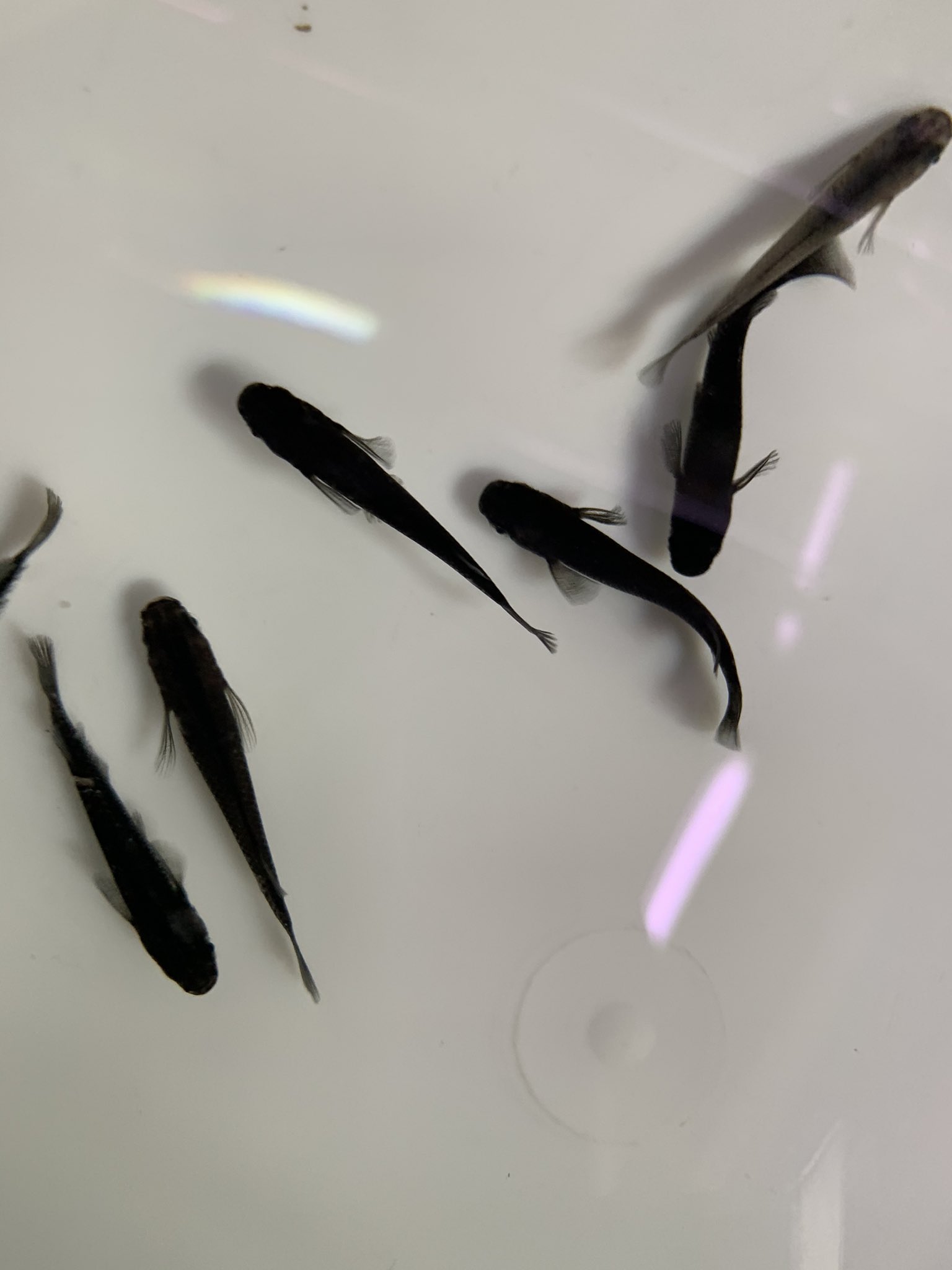 熱帯魚マーメイド 入荷情報 ブラックメダカ 非透明鱗ラメメダカ 小雪ミルキー体内光メダカ 楊貴妃メダカ みゆきスーパーメダカ シマドジョウ ヤマトヌマエビ ミナミヌマエビ ドブ貝 石巻貝 ヒメタニシ ホテイ草 T Co Mv5grhjwps