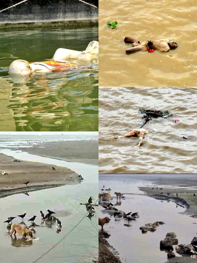 Manav_SS_Gupta's tweet photo. ईश्वर के घर देर है अंधेर नहीं.....#मोदी जी आज आपके गुनाहों का पर्दाफाश खुद गंगा मईया ने कर दिया.....ये बेहती लाशे - आपके पापो का जीता जागता सबूत है !! 

जो चुप रही गी ज़ुबाने खंजर....लहू पुकारेगा अस्तीनं का !! 
#GangaExposedModi https://t.co/H2lKXKlXJQ