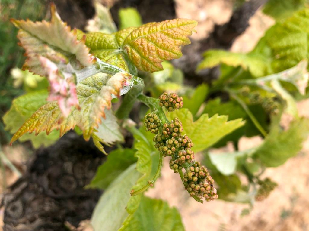 vinamemorias's tweet photo. Bonita mañana dando la bienvenida a las futuras Bobal. Que ilusión! 🍇😊
.
.
#vinamemorias #valencia #spain #bobal #utielrequena #mañanas #ilusion #valorabobal #terroir #sustainable #memoriasdelrambam https://t.co/XpcuwEZaqd