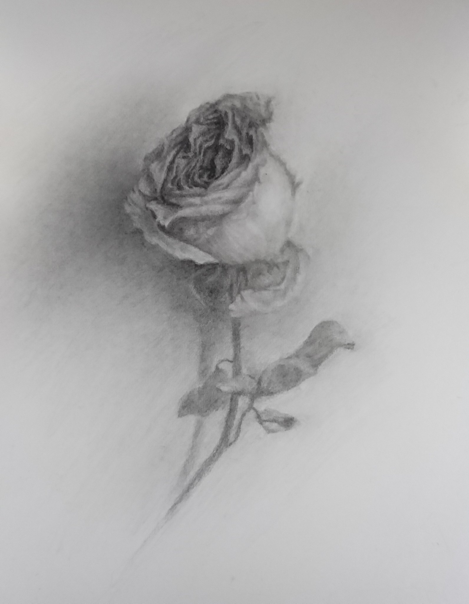 黒木千冬 薔薇 鉛筆画 薔薇 花 植物 アート イラスト 創作 アナログ絵 スケッチ 木炭画 Art Drawing Pencildrawing T Co Ieg3nbze6x Twitter