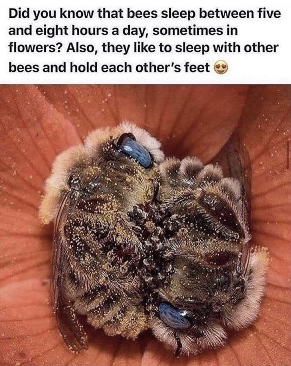 acblaauboer's tweet photo. Isn’t this wonderful? ☀️💫🐝🌿 https://t.co/dJgRqivfDr