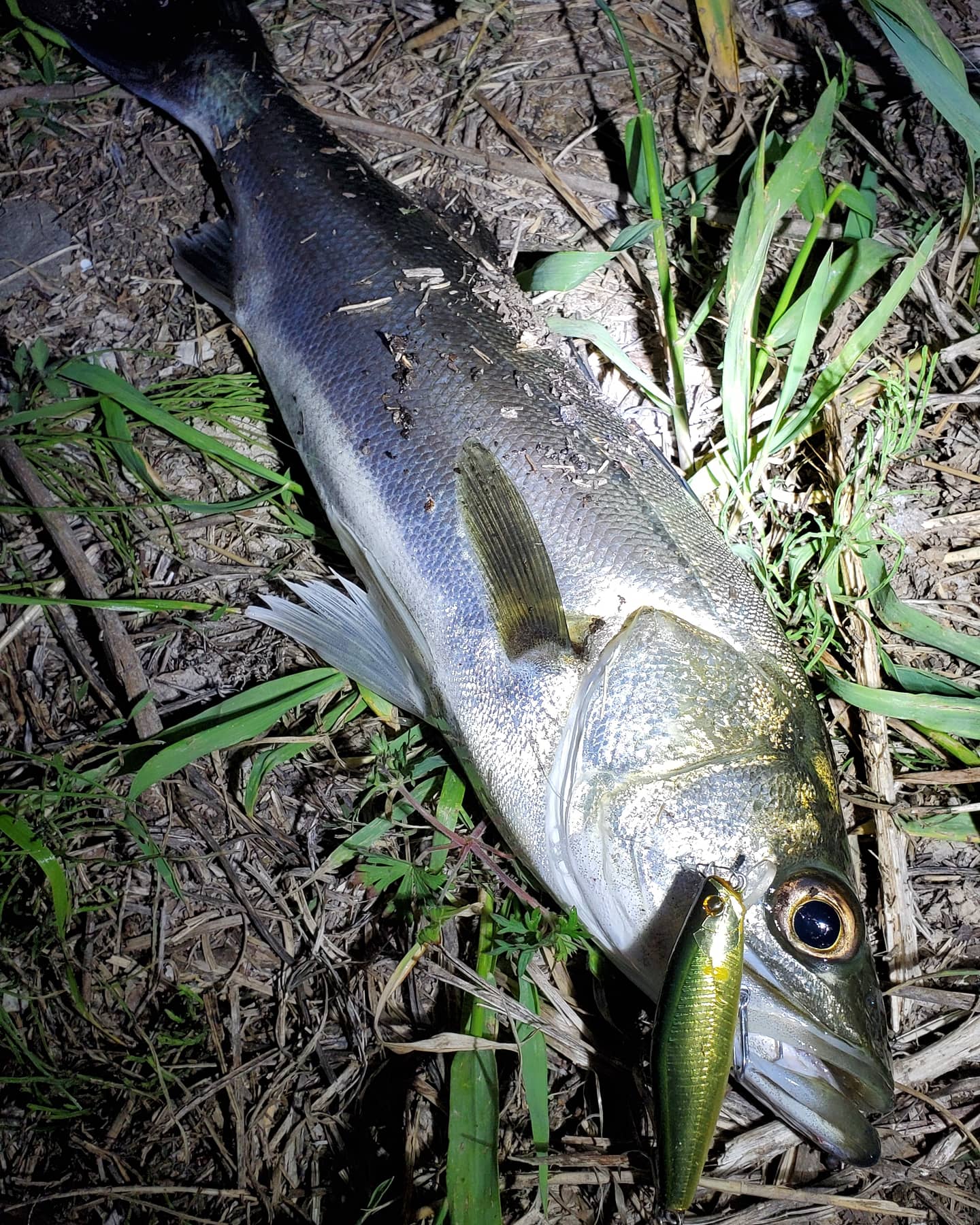 Showhey でシーバス釣り Showhey716 Twitter
