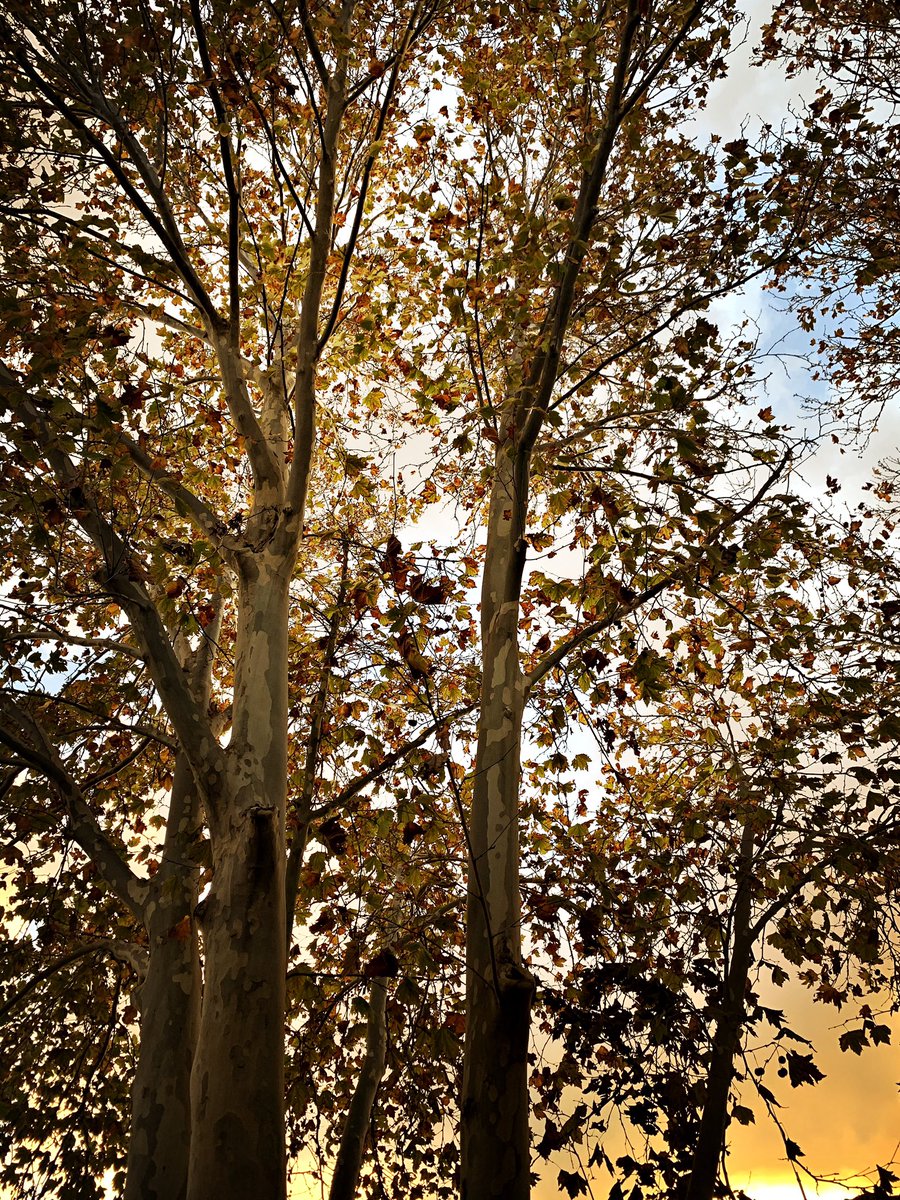 amritaa_'s tweet photo. 🍂 https://t.co/5gUQXM2QF0