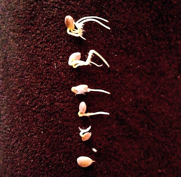 SamkingCJK's tweet photo. 8 days swaddled in water soaked tissue, and these little fellows sprouted! 
Couldn't be happier!!!
Stay tuned for updates! 🍋😀
#gardening #ecofriendly #sustainableliving #lockdown2021 https://t.co/4C7vm7bJgt