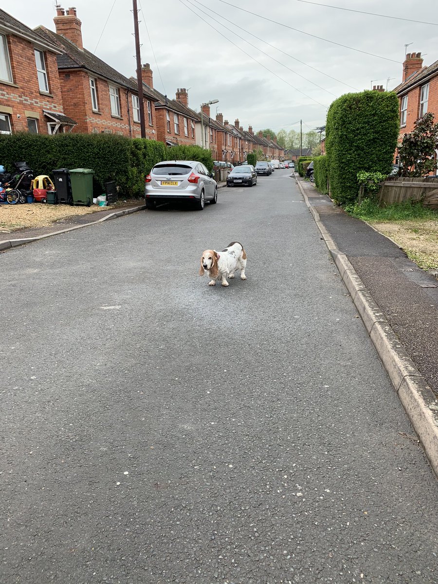 sherbydoodah's tweet photo. You go on ahead mother.. I’ll just wait here and rest #bassetproblems #flatbasset #nope #backtobed #stubborn https://t.co/aHJzbZczdT