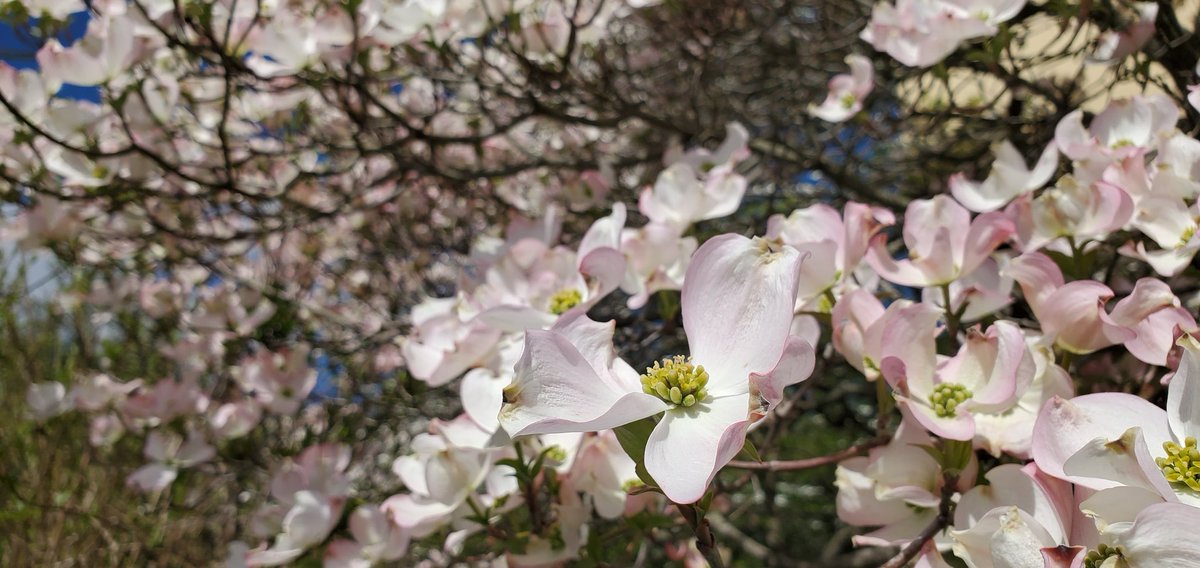 Sarah O'Fee tweet media