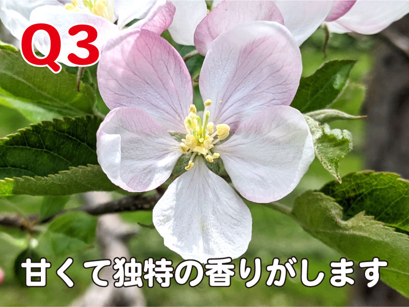 りんご大学 激ムズ りんごの花クイズ りんご娘バージョン りんごの花の写真を見て 品種名をお答えください すべてりんご娘のメンバー名の品種です 答えは明日発表しま す りんごの花 りんご りんご娘 Ringomusume T Co Pbvd2dr3s1