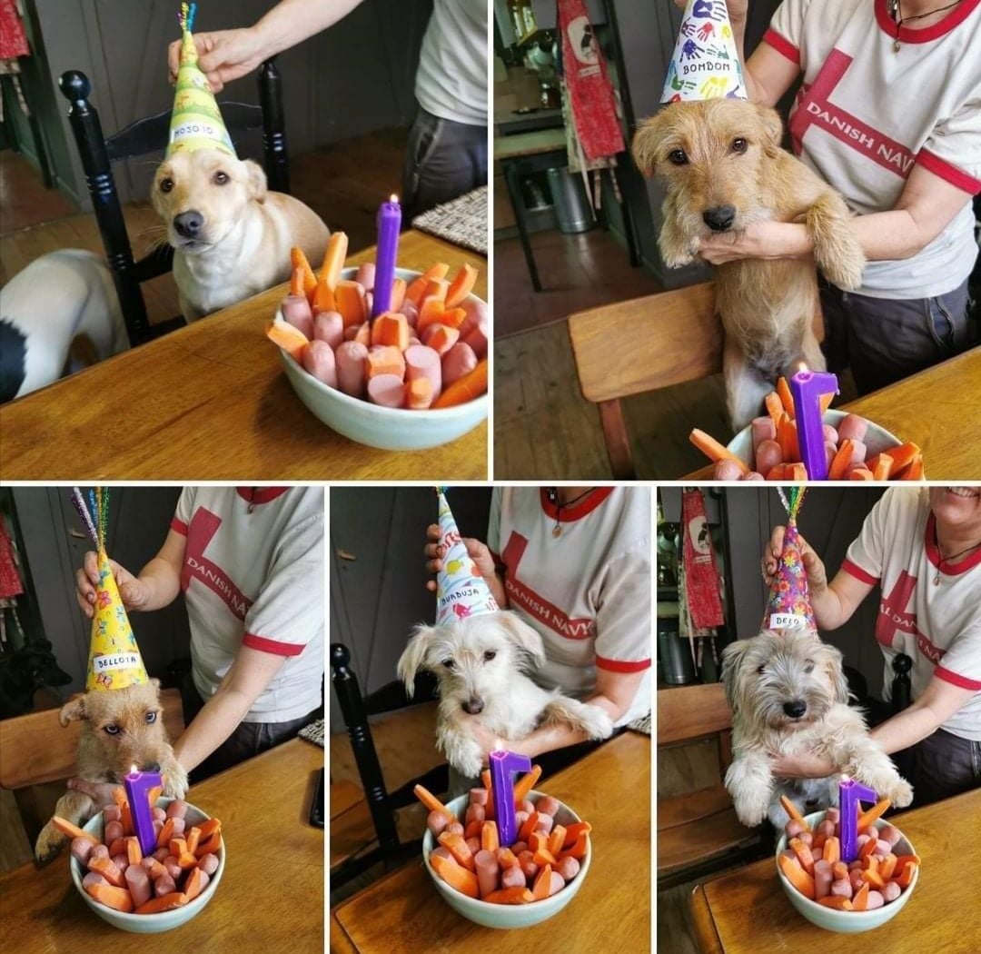 Esta familia #súperpoderosa  rescatada por etapas. Hoy cumplen 1 año, ya tienen todos familia, pero no podemos dejar de mostrarles su torta preparada con todo el♥️del mundo por la maravillosa Calola. 
Cosas simples con mucho amor que nos hacen felices en tiempos complicados.