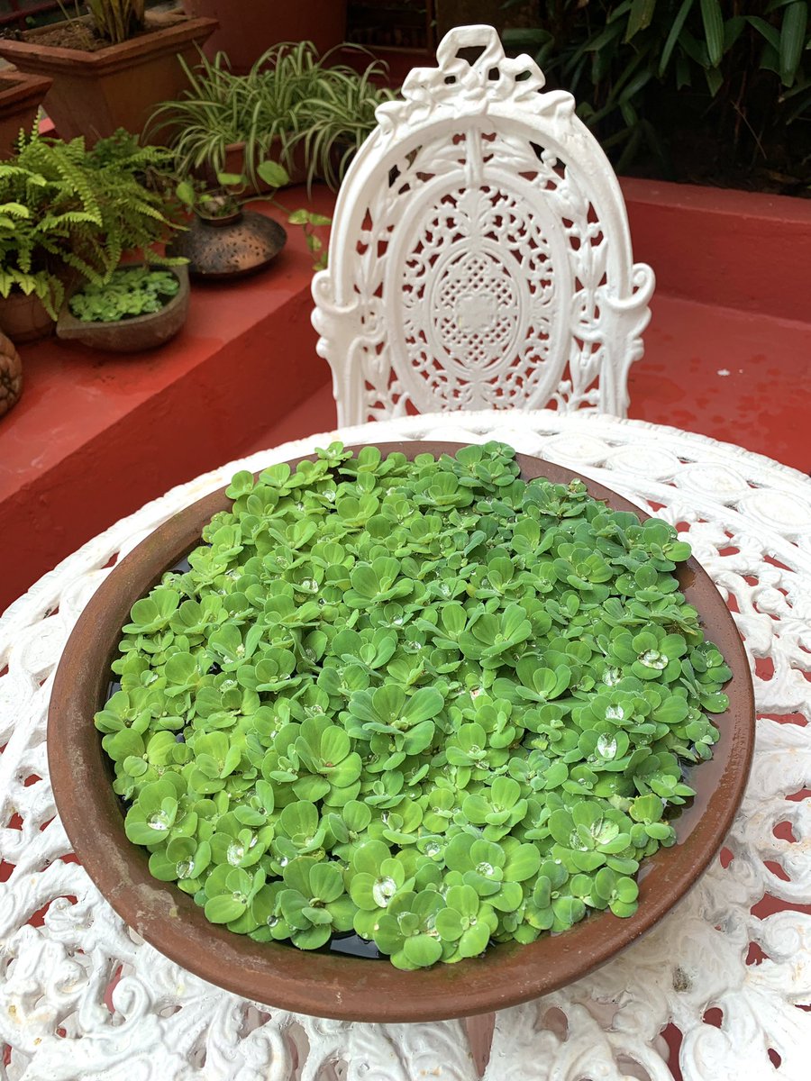 katranjeet's tweet photo. Last night’s heavy rains led to pretty rain drops💦 in the AntaraGange claypot in Kate garden (#WaterCabbage or पाणकुंभी) https://t.co/5UfdF7kLbK