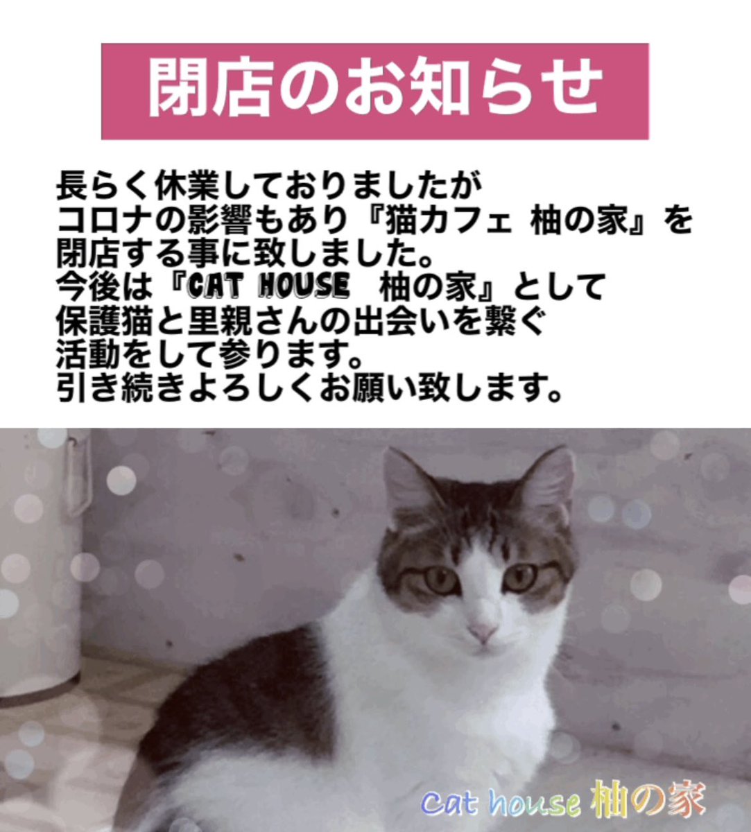 Cat House 柚の家 閉店のお知らせ 長らく休業しておりましたがコロナの影響もあり 猫カフェ 柚の家 を閉店する事に致しました 今後は Cat House 柚の家 として保護猫と里親さんの出会いを繋ぐ活動をして参ります 引き続きよろしくお願い致します Cat House 柚の家 閉店のお知らせ 長らく休業しておりましたがコロナの影響もあり 猫カフェ 柚の家 を閉店する事に致しました 今後は Cat House 柚の家 として保護猫と里親さんの出会いを繋ぐ活動をして参ります 引き続きよろしくお願い致します
