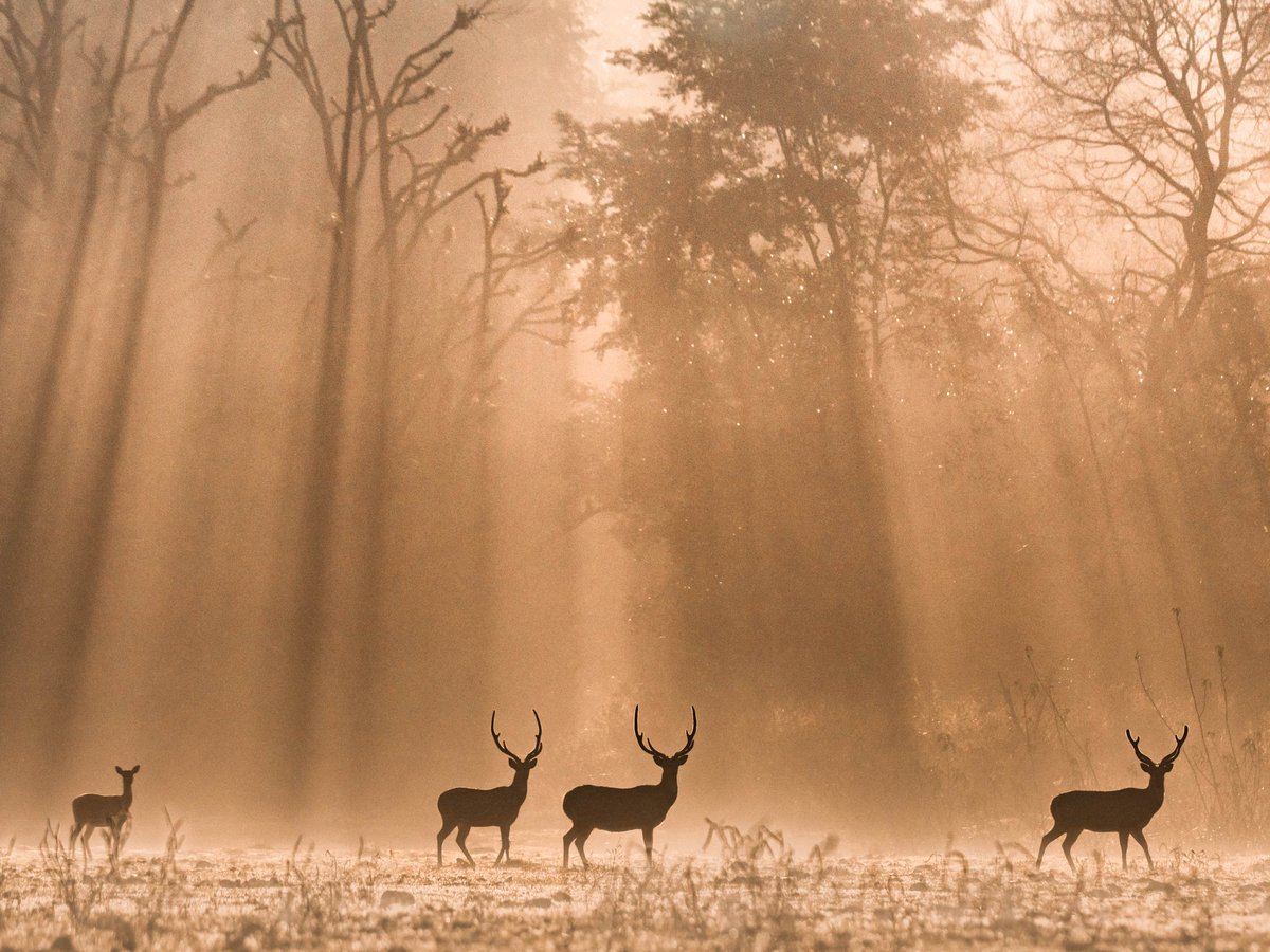 trikansh_sharma's tweet photo. Deers During Dramatic Dawn.... #RajajiTigerReserve This morning was special 💚 #Luv4Wilds #EidMubarak to everyone 🙌 #EidAlFitr #EidUlFitr #eid #StaySafe #StayinAndExplore #EarthCapture #wildlifephotography #EarthOnLocation #wildlife https://t.co/qBi8z0YGnq