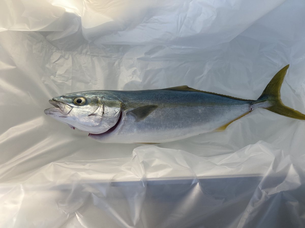 flambage32's tweet photo. 開始１０分でイナダ登場！！

しばらく反応がないため、
キス釣りへ移行🎣
こちらは全く反応ないので
３０分足らずで終了。

再びジギングへ戻り、
ジグを回収中にロッドがしなります！
数分格闘し、釣り上げればまさかのショアレッド！！

＃新潟県上越市
＃上越サーフ
＃ショアレッド
＃イナダ https://t.co/kYoezGfx0d