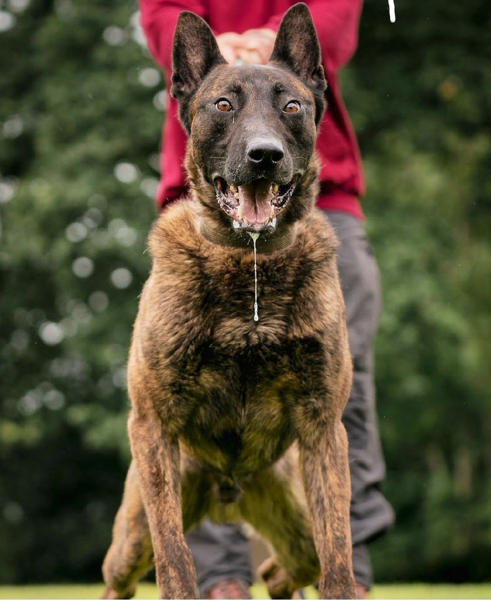 lyvidians's tweet photo. Sire to our litter is Lorockmor Dax yes he really is this psycho
#lorockmor #lorockmorworkingdogs
#dutchherder #personalprotection #workingdog #dogunit #security https://t.co/xRqP4TBdlO